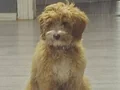 6 aylık erkek egıtımlı aşıları hepsı taö
