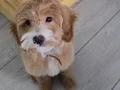 6 aylık erkek egıtımlı aşıları hepsı taö