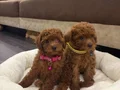 MÜTHİŞ KORE TEACUP TOY PODDLE