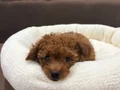 MÜTHİŞ KORE TEACUP TOY PODDLE