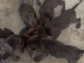 Drathaar Yavrular Dişi erkek 2,5aylık