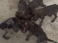 Drathaar Yavrular Dişi erkek 2,5aylık