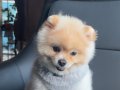 A KALİTE POMERANİAN BOO 1 YAŞINDA ANKARA İÇİ ELDEN