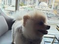 A KALİTE POMERANİAN BOO 1 YAŞINDA ANKARA İÇİ ELDEN
