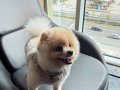 A KALİTE POMERANİAN BOO 1 YAŞINDA ANKARA İÇİ ELDEN