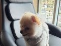 A KALİTE POMERANİAN BOO 1 YAŞINDA ANKARA İÇİ ELDEN