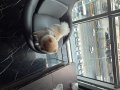 A KALİTE POMERANİAN BOO 1 YAŞINDA ANKARA İÇİ ELDEN