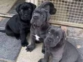 ÜST KALİTE CANE CORSO