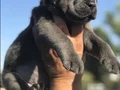 ÜST KALİTE CANE CORSO