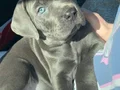 ÜST KALİTE CANE CORSO
