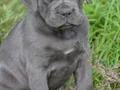 ÜST KALİTE CANE CORSO