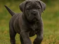 ÜST KALİTE CANE CORSO