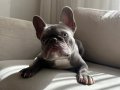 Blue Fransız bulldog 