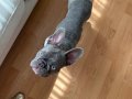 Blue Fransız bulldog 