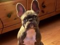 Blue Fransız bulldog 