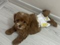 Maltipoo kızımız 