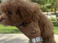 Maltipoo kızımız 