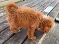 Maltipoo kızımız 