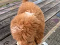Maltipoo kızımız 