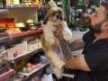 6 Aylık Yavry Shih Tzu