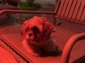 6 Aylık Yavry Shih Tzu