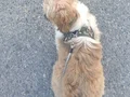 6 Aylık Yavry Shih Tzu