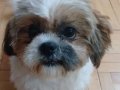 6 Aylık Yavry Shih Tzu