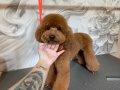 11 Aylık Erkek Eğitimli Toy Poodle Teddy Surat