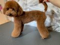 11 Aylık Erkek Eğitimli Toy Poodle Teddy Surat
