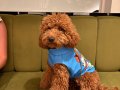11 Aylık Erkek Eğitimli Toy Poodle Teddy Surat