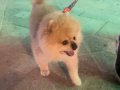 ACİL POMERANİAN BOO ERKEK 4 YASINDA