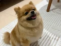 Pomeranian minik prenses yuva arıyor 