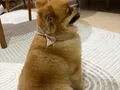 Pomeranian minik prenses yuva arıyor 