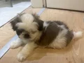 1 buçuk aylık akıllı erkek köpeğimiz