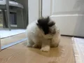 1 buçuk aylık akıllı erkek köpeğimiz