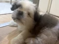 1 buçuk aylık akıllı erkek köpeğimiz