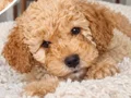 Minyatür poodle