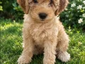 Minyatür poodle