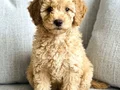 Minyatür poodle