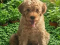Minyatür poodle