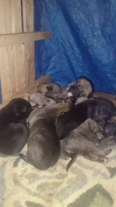 Belçika Malinois Yavruları 