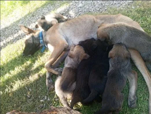 Belçika Malinois Yavruları 