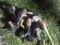 Belçika Malinois Yavruları 