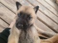 Belçika Malinois Yavruları 