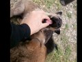 Belçika Malinois Yavruları 