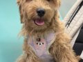 8 Aylık Dişi Maltipoo - Aşıları Tam, Ev ortamına Alışık 