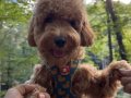 8 Aylık Dişi Maltipoo - Aşıları Tam, Ev ortamına Alışık 