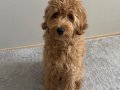 8 Aylık Dişi Maltipoo - Aşıları Tam, Ev ortamına Alışık 