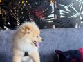 8 AYLIK POMERANİAN BOO 