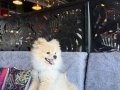 8 AYLIK POMERANİAN BOO 